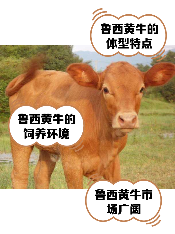 肇庆最新医保取现黄牛方法分析(最方便真实的肇庆医保取现黄牛怎么取方法)